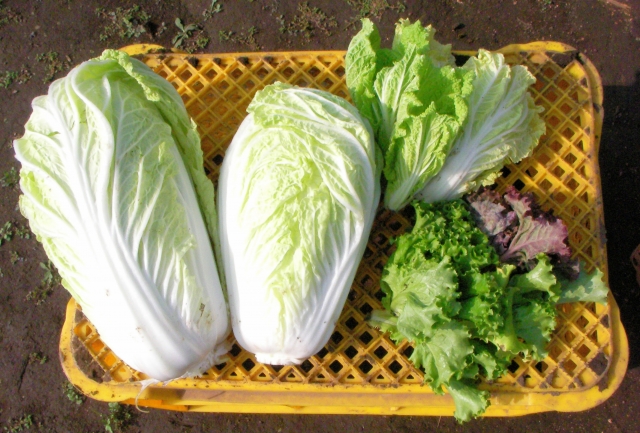 野菜　収穫