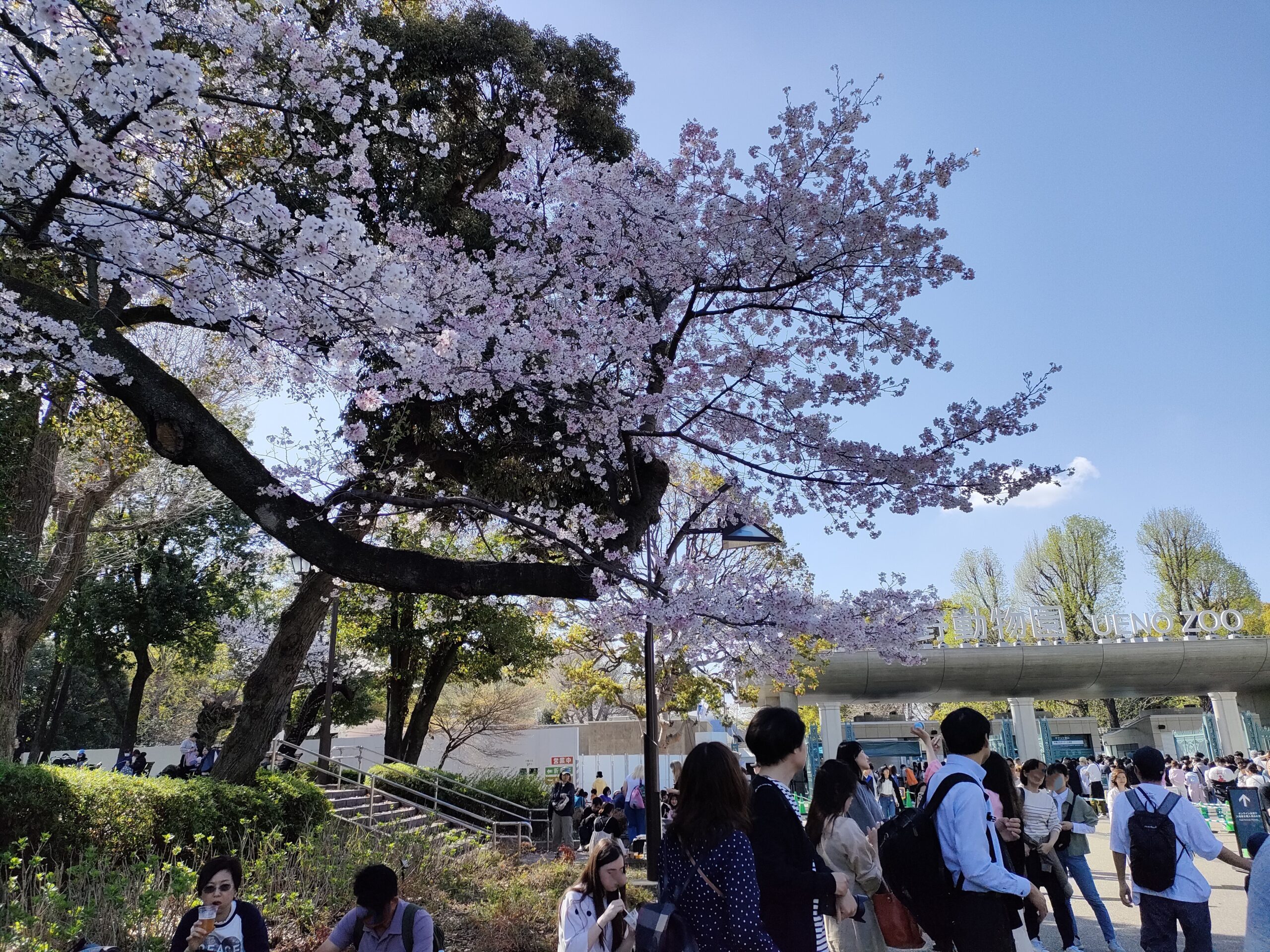 桜咲く上野動物園入口